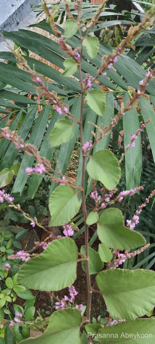 Polhillides velutina (Willd.) H.Ohashi & K.Ohashi